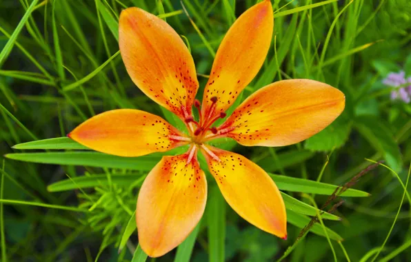 Flower, macro, orange, yellow, petals, Sarankov