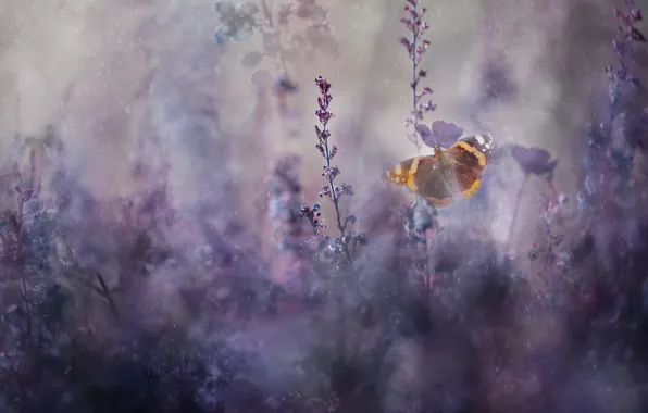 Summer, flowers, Rosa, rain, butterfly, spring, bokeh