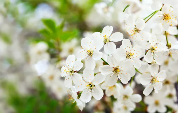 Greens, leaves, flowers, branches, cherry, spring, Sakura, white