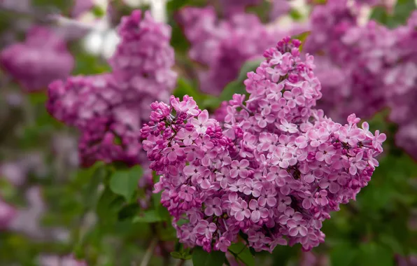 Leaves, macro, flowers, branches, Bush, spring, flowering, lilac