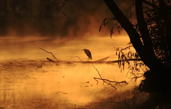 Fog, river, bird, morning