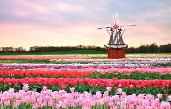 Picture field, flowers, spring, mill, tulips, pink, Holland