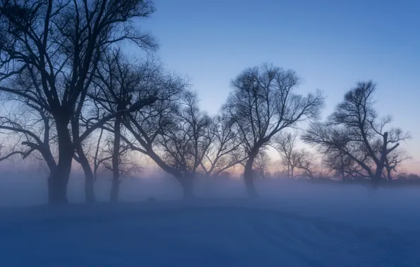 Picture winter, snow, trees, frost, the snow, Russia, Alexander Litvishko