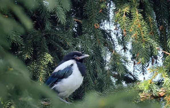 Picture macro, bird, forty, spruce branches, Alexander Titov
