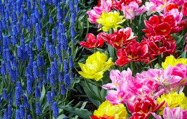 Picture flowers, bright, flowerbed