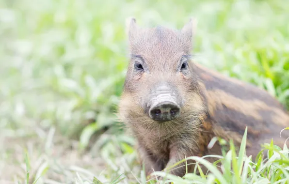 Forest, nature, boar