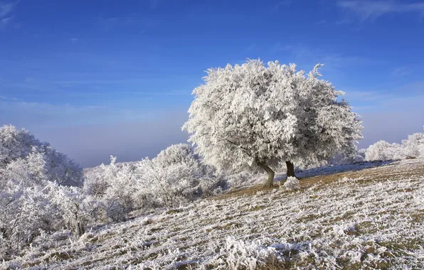 Frost, field, trees