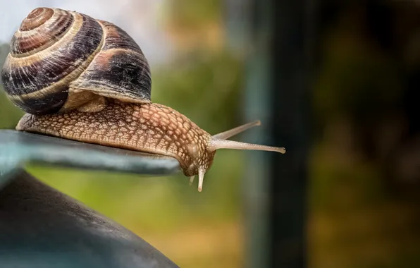 Background, snail, insect