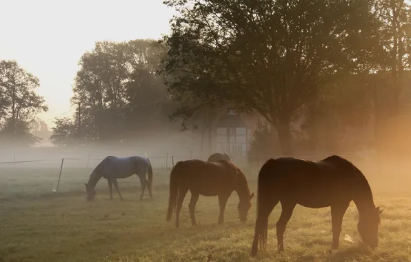 Picture fog, horses, morning