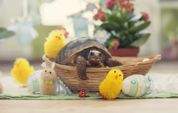 Flowers, holiday, toys, chickens, turtle, eggs, towel, spring