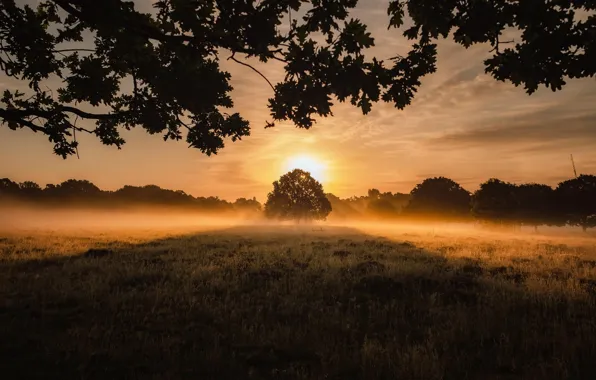 Field, Tree, Grass, Light