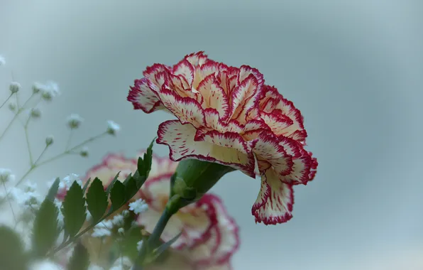 Picture Flower, Carnation, Flower, Carnation