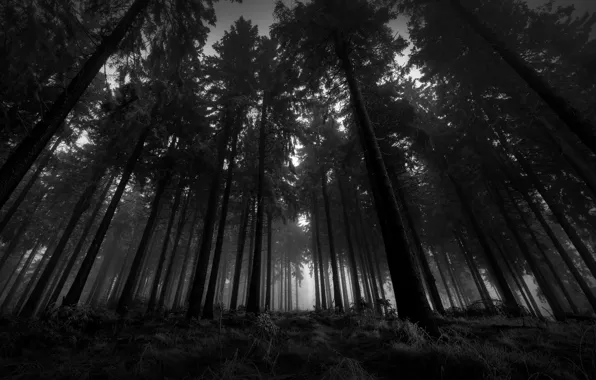The sky, grass, fog, silence, Forest, pine, twilight