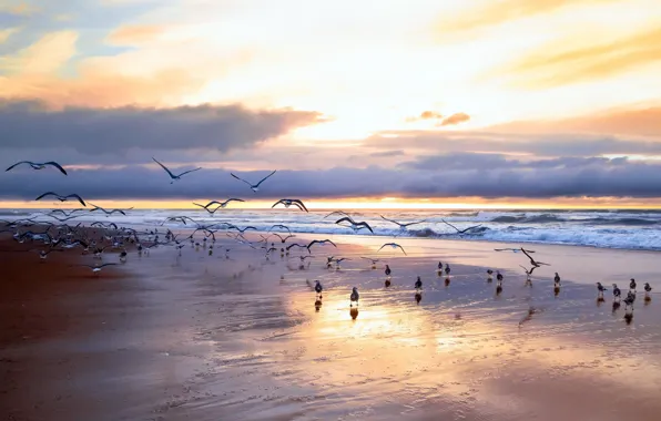 Picture sea, birds, shore