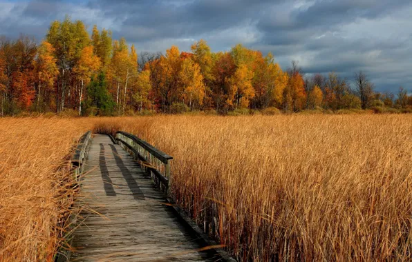 Picture field, autumn, grass, trees, bridge, photo