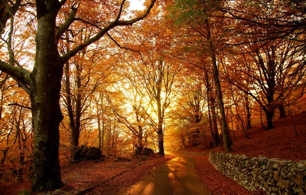 Forest, foliage, Autumn, track, autumn, leaves, path, fall