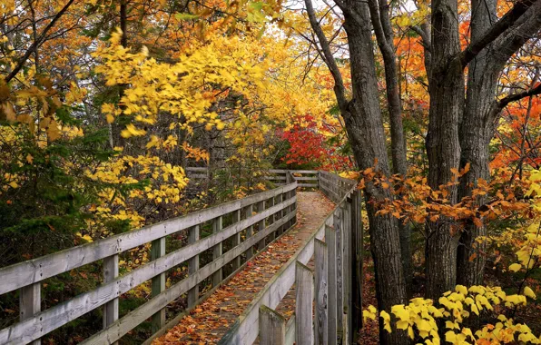 Picture autumn, bridge, Park