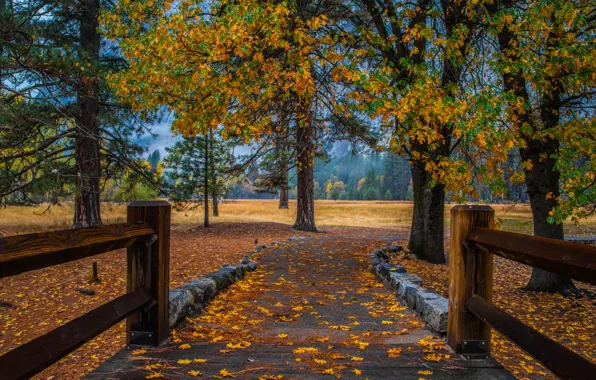 Autumn, forest, trees, Park, stones, branch, trunks, foliage