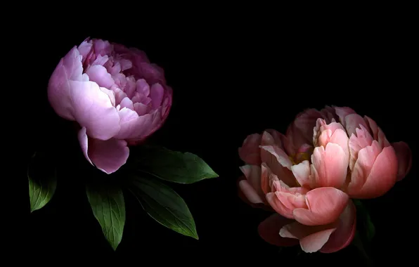 Picture light, shadow, petals, pair, peony