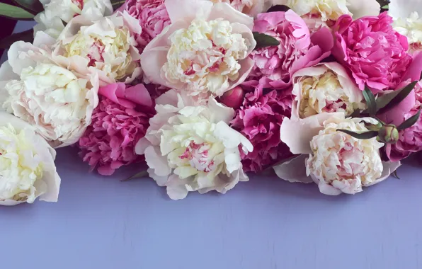 Picture flowers, spring, peonies