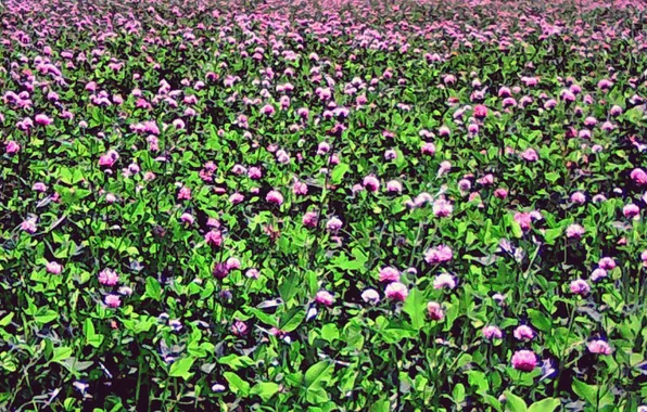 Clover, a field of clover, Summer 2025