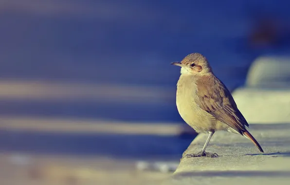 Wallpaper background, bird, little for mobile and desktop, section ...