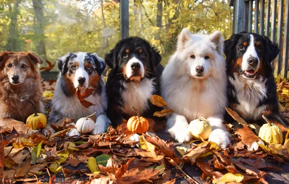 Autumn, dogs, look, glass, light, pose, foliage, window