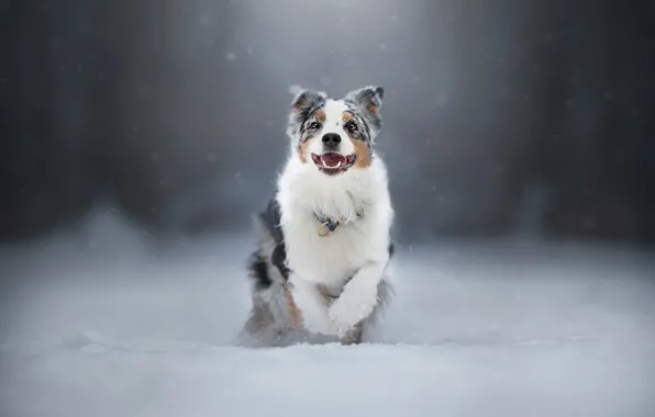 Winter, forest, look, face, snow, nature, dog, running