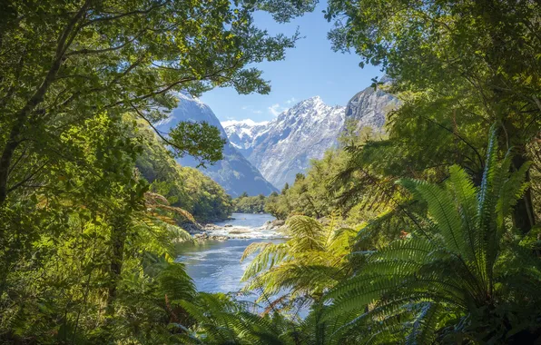 Forest, mountains, tropics, river, plants, jungle