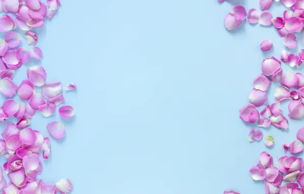 Flowers, background, blue, roses, petals, buds, pink, flowers