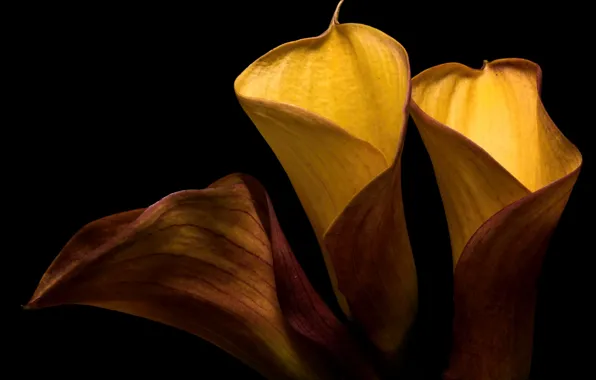 Flowers, nature, background