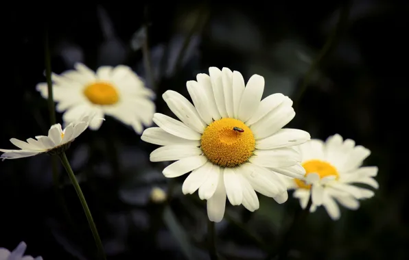Flowers, the dark background, chamomile, beetle, white, leucanthemum