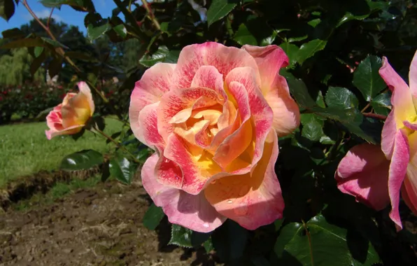 Flower, leaves, macro, flowers, rose, roses, garden, pink