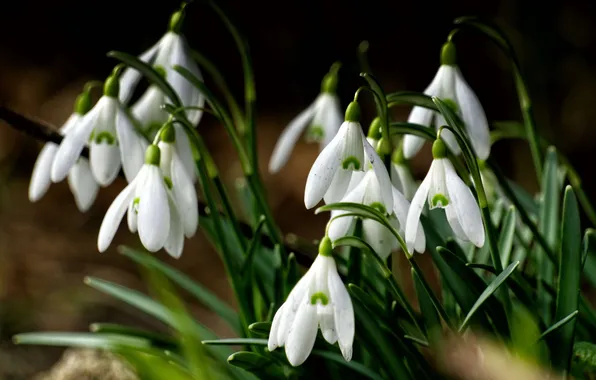 Leaves, light, flowers, the dark background, spring, snowdrops, white, clearing