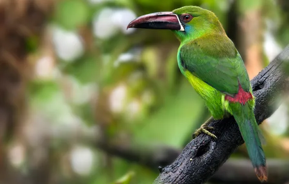 Green, background, bird, branch, Toucan, bokeh
