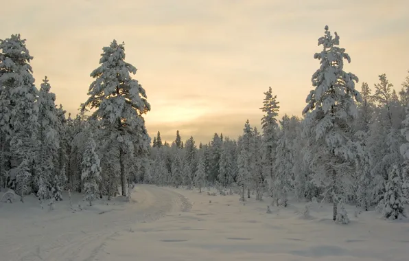 Winter, snow, trees, sunset