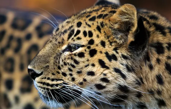 Picture mustache, face, predator, spot, leopard, profile