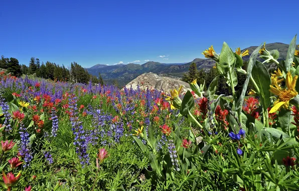 The sky, flowers, mountains