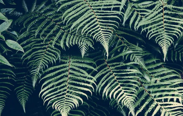 Picture grass, leaves, plant, fern, the bushes