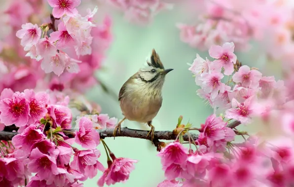 Picture branch, Sakura, bird, whine