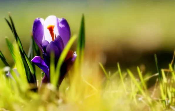 Picture grass, flowers, purple, crocuses