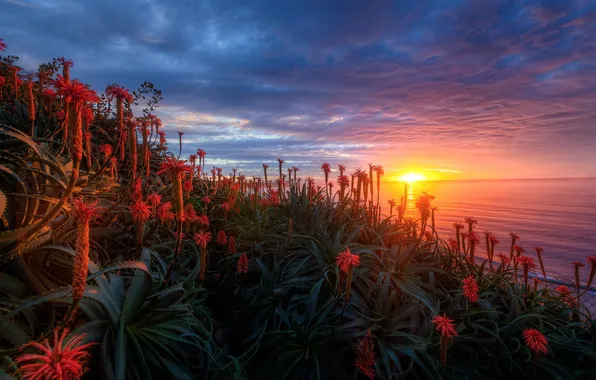 Picture sea, sunset, flowers