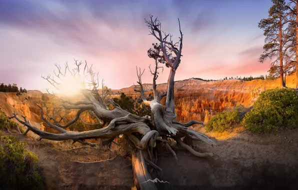 Usa, utah, bryce canyon