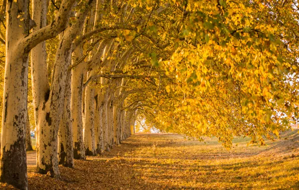 Autumn, trees, nature