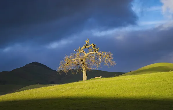 Greens, field, the sky, grass, clouds, light, branches, clouds