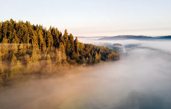 Picture sky, trees, landscape, nature, bokeh, mist, Forest, bokeh panorama