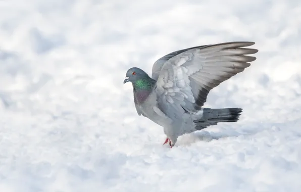 Picture winter, snow, bird, wings, pigeons, stroke