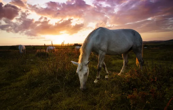 Sunset, horse, horse, the evening, grazing