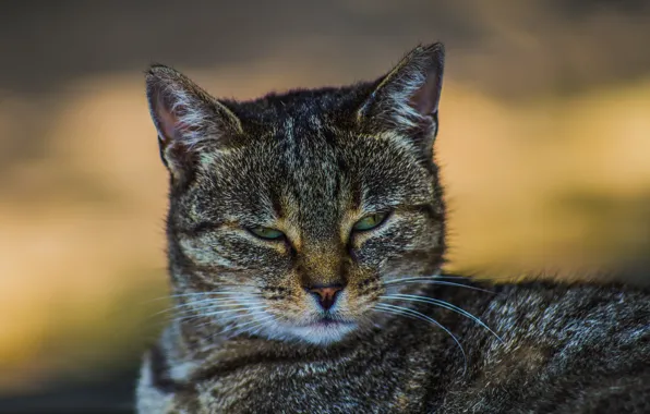 Eyes, mustache, look, Koshak, Tomcat