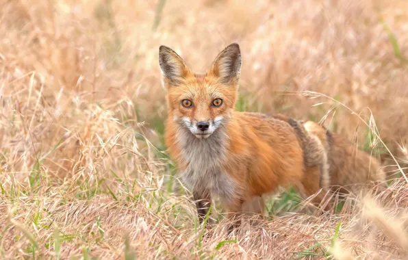 Picture grass, look, Fox, red